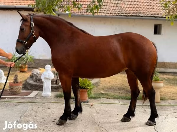 Paarden (partij, geslacht niet gespecificeerd), Paarden