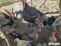 Turkeys — عکس 1