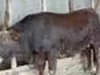 Lembu jantan, Red Steppe Cow — foto 7