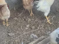 Chickens — تصویر 6