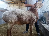 Bagge, Rhon sheep — foto 1