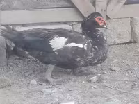 Ducks — ფოტო 2