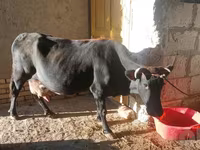 母牛, Aberdeen-Angus — 照片 5