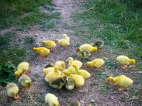 Geese — عکس 1