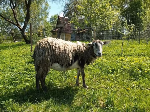 Ged, Kejobong goat