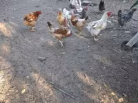 Chickens — φωτογραφία 5