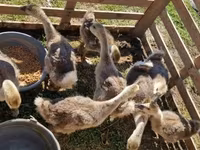 Geese — عکس 4