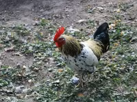 Chickens — 사진 5