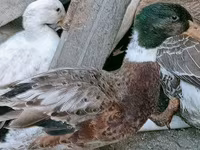 Ducks — Foto 2