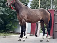 Kůň, Thoroughbred horse — foto 4