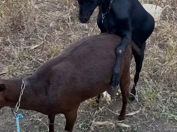 Ямааны ухна, Murcia-Granada goats