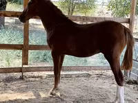 ፈረስ, Horses — ፎቶ 5