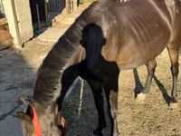 Klisna, Friesian — foto 3