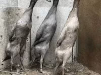 ایندین رانر — عکس 1