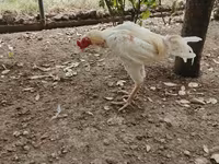 Chickens — الصورة 3