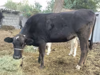 গাভী, Swiss cattle — ছবি 3