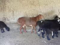 Хуц, Arashan sheep — 2 зураг