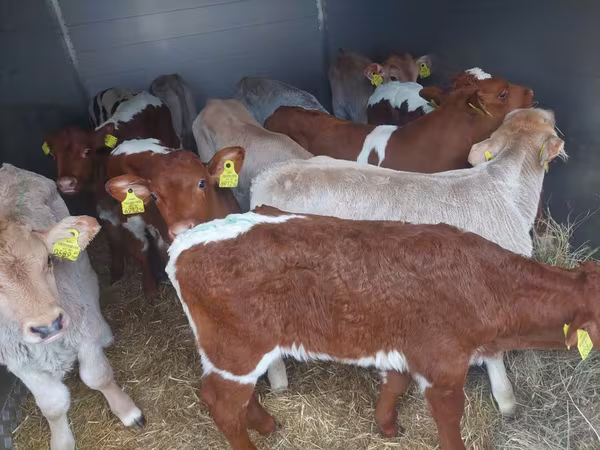 Bull, Simmental cattle