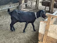 بز ماده, بز — عکس 3