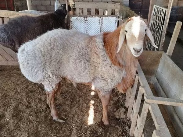 Ram, Sheep — Kyrgyzstan