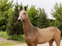Faras dhaddig, Akhal-Teke — sawirka 1