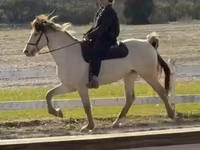 Faras, Rocky Mountain Horse — sawirka 5