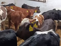Lembu jantan, Cattle — foto 5
