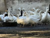 Ducks — foto 3