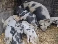 Babi betina, Кунекуне — foto 1