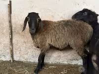 Ovce, Blackheaded Persian sheep — foto 1