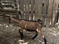 Jarac, Alpine goat — fotografija 1