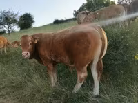 ወንድ በሬ, Limousin cow — ፎቶ 2