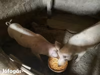 பெண் பன்றி, பன்றிகள் — புகைப்படம் 3