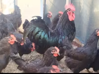 Australorp — zdjęcie 6