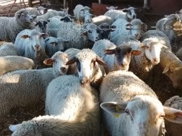 Sheep, Sheep