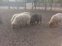 قوچ, Racka sheep — عکس 1