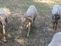 Beran, Hissar sheep — foto 6