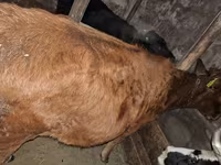 گاو نر, آبرادین-آنگوس — عکس 5
