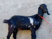 بز ماده, Beetal goats — عکس 1