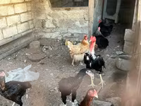Chickens — Foto 1