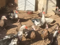 Ducks — รูปภาพ 1