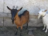 گراز نر, خوک — عکس 4