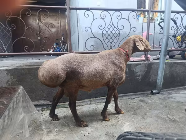 Sheep, Sheep — Uzbekistan