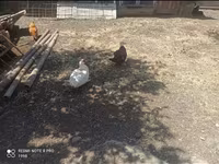 Ducks — फ़ोटो 5