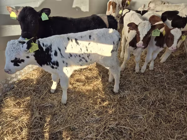 Bull, Limousin cow