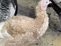 Turkeys — الصورة 3