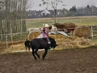 اسب نر, Shetland Pony — عکس 4