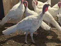 Turkeys — عکس 2