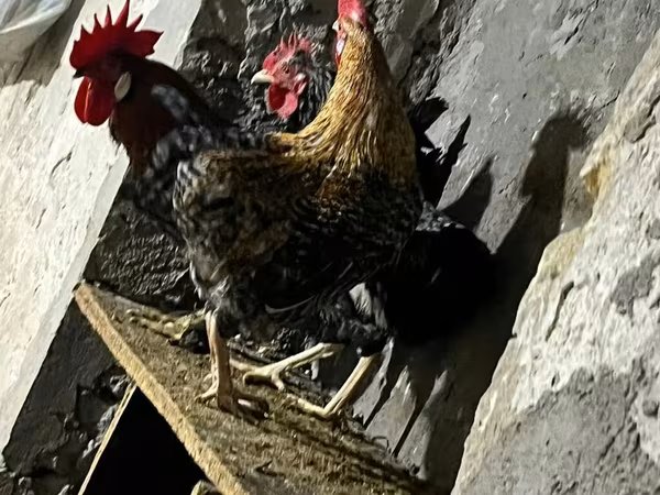 Chickens