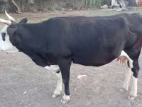 Ko, Latvian Blue cattle — foto 3